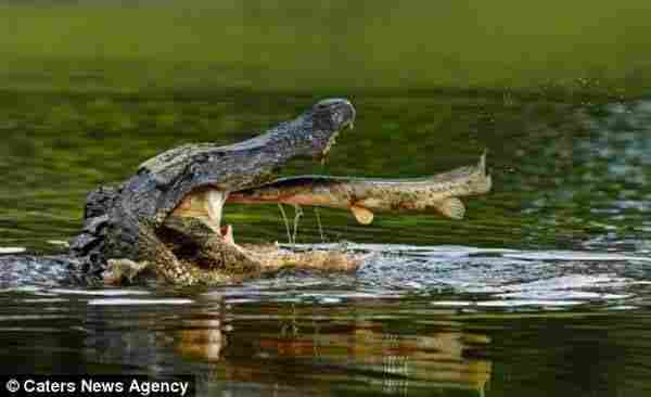 Avını bir lokmada böyle yuttu