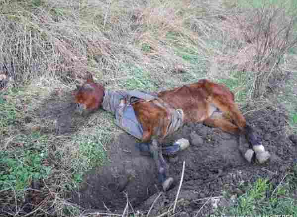 Ölmek üzere olan at hayata böyle döndü
